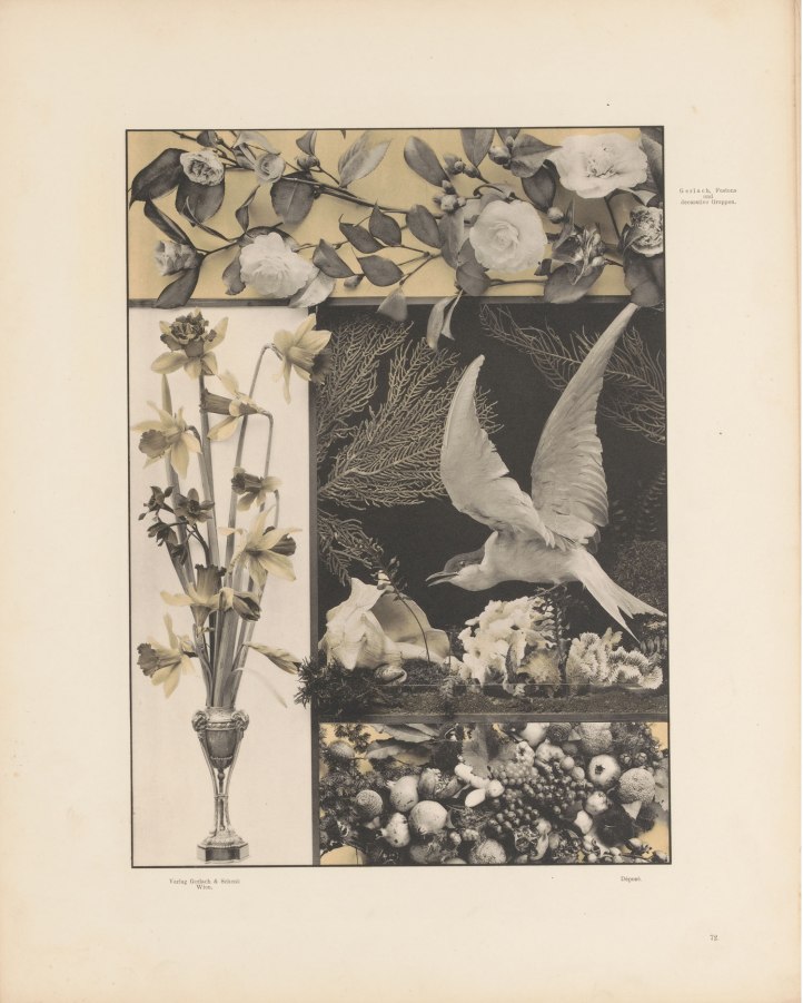 Photo Martin Gerlach (1848 - 1918)